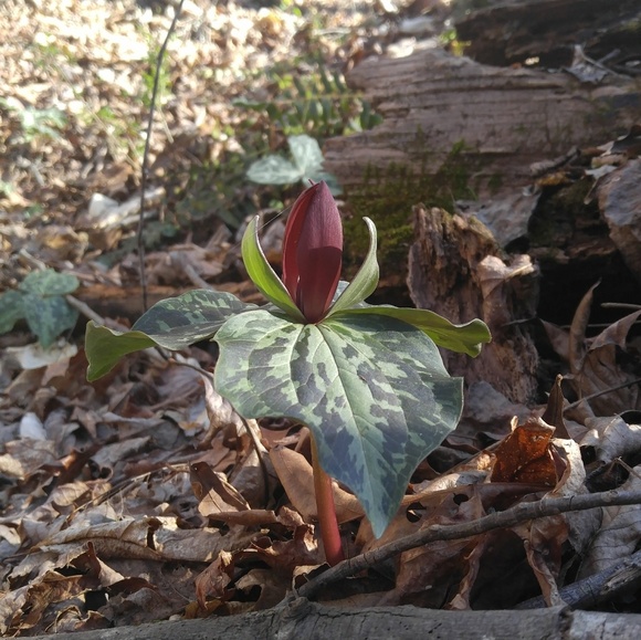 Meet your Posher, Julia - Picture 1 of 1